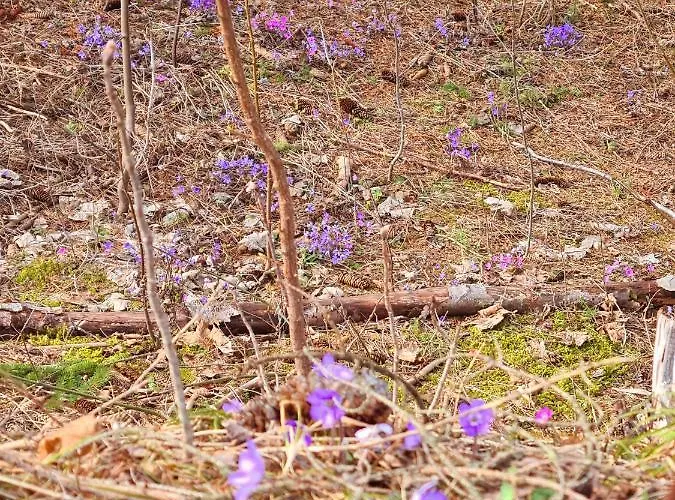 شقة Adlers Arlberg